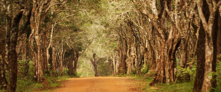 Wilpattu National Park